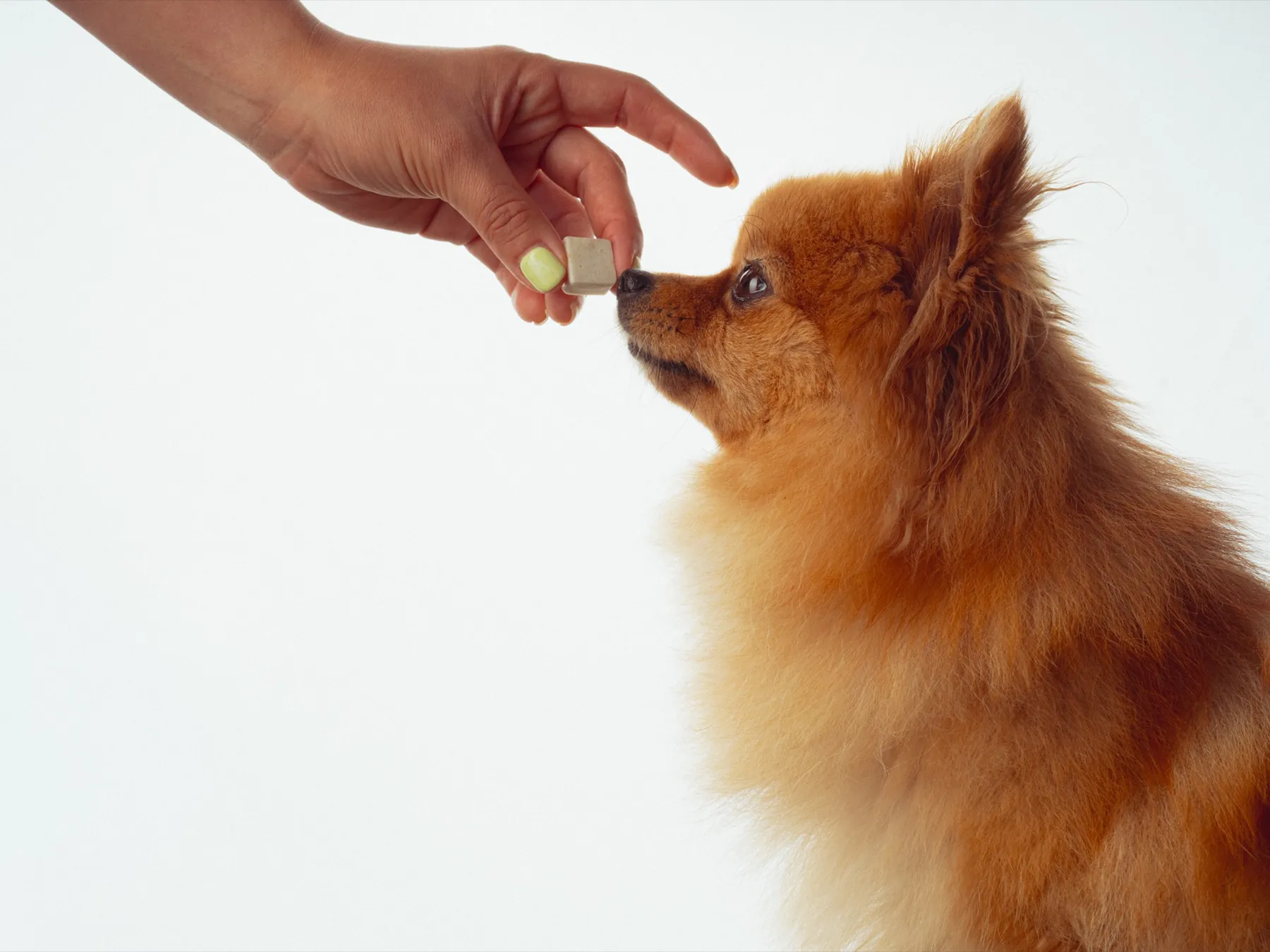 Una mano ofrece un bite Woufair's a un pomerania